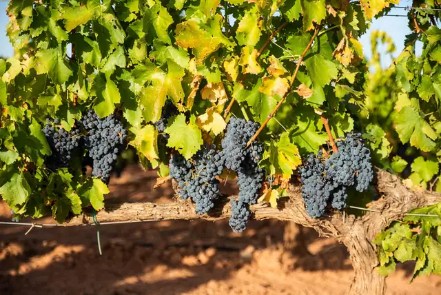 Racimos de garnacha en una viña de Ainzón