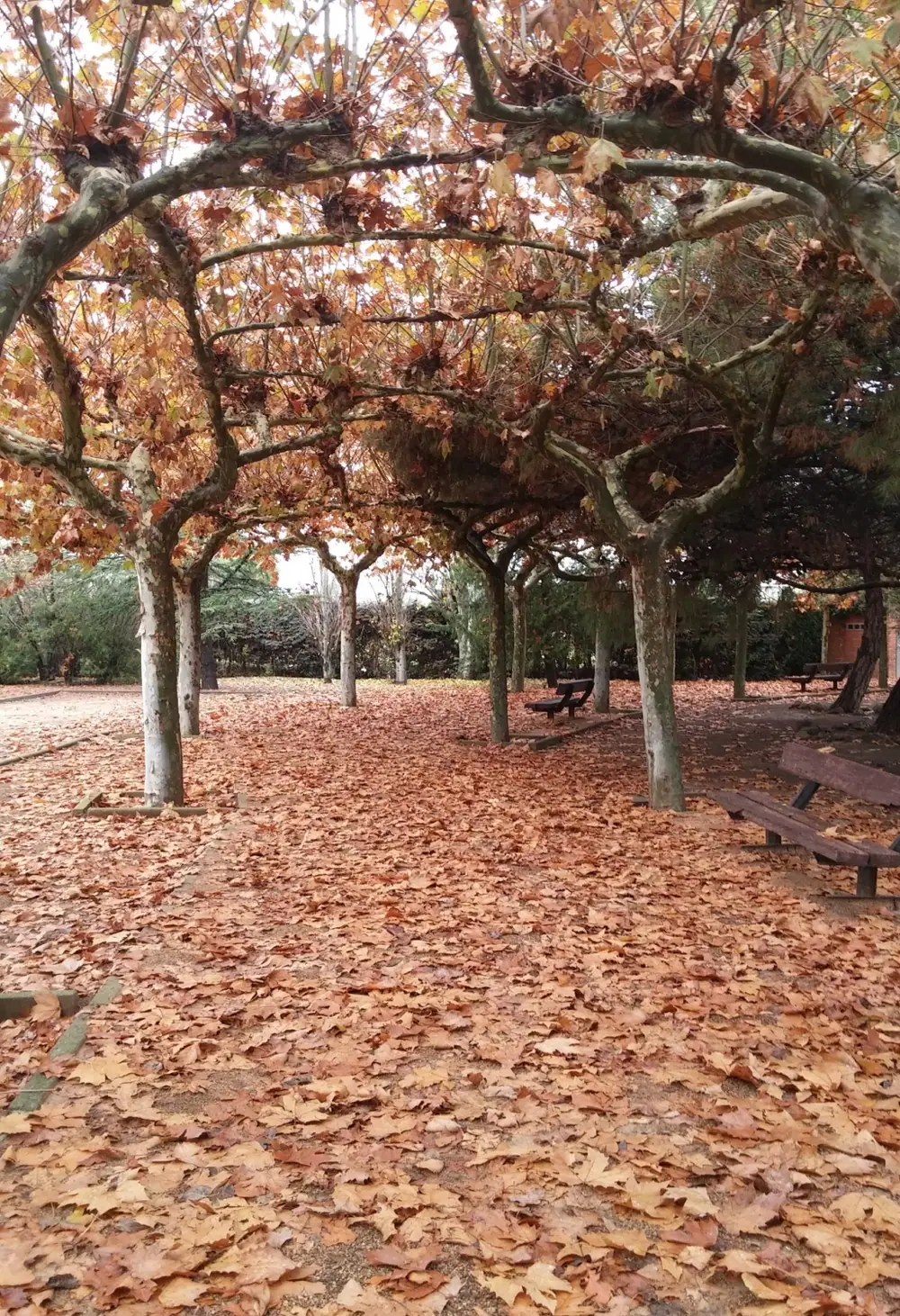 Imagen de «Fréscano»