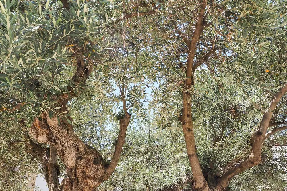 Imagen de «Agón»