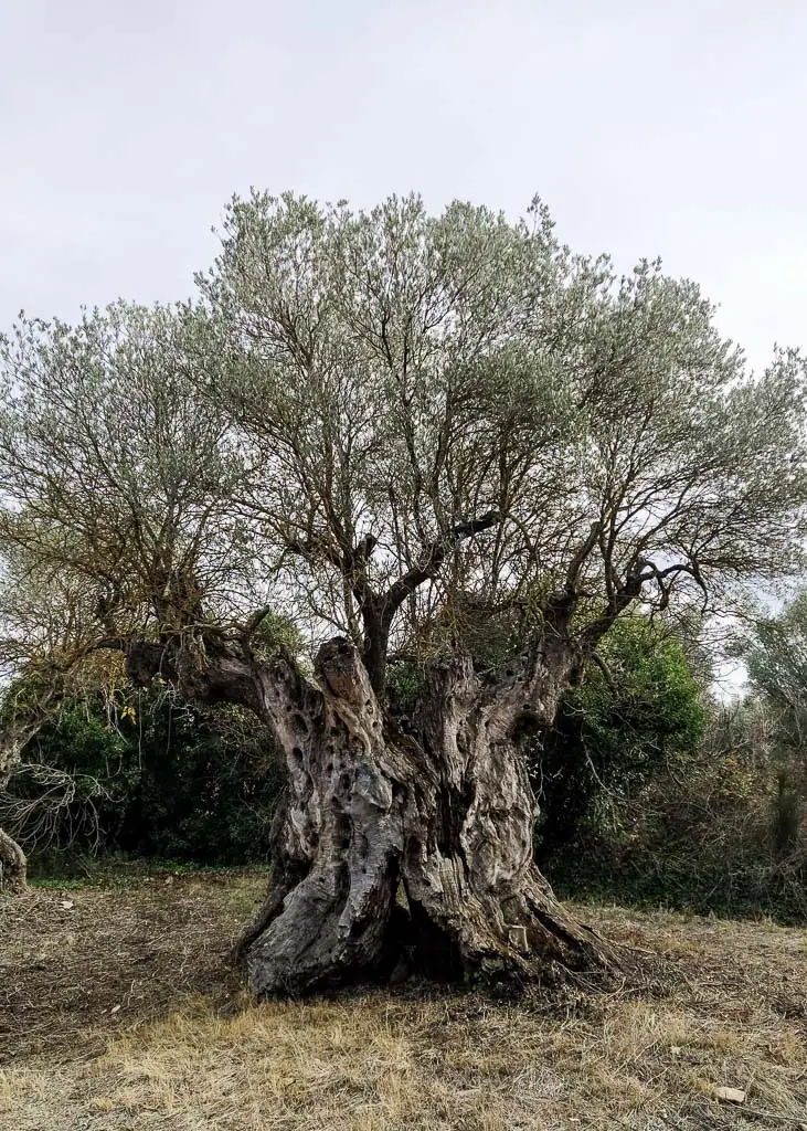OLIVO AMBEL