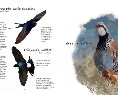 Imagen de «Ornitología»