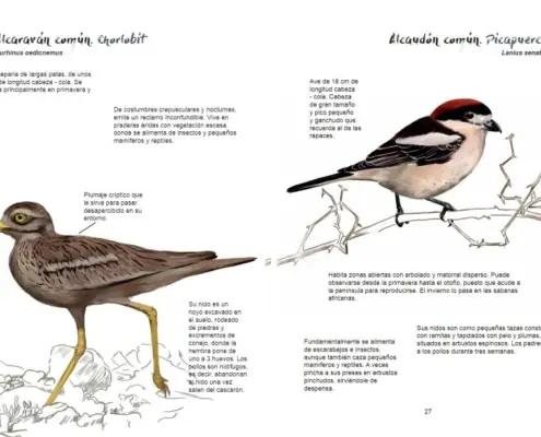 Imagen de «Ornitología»