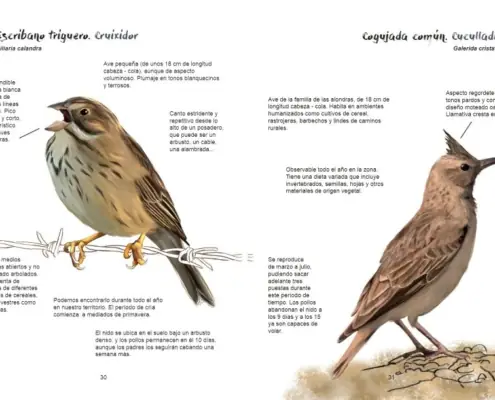 Imagen de «Ornitología»