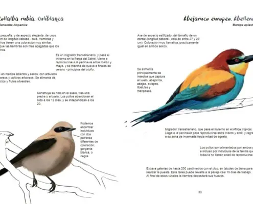 Imagen de «Ornitología»