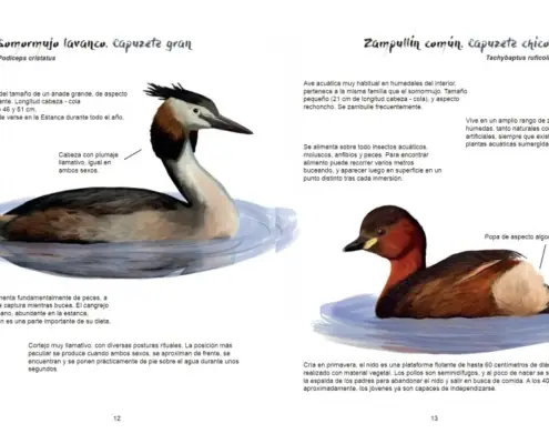 Imagen de «Ornitología»
